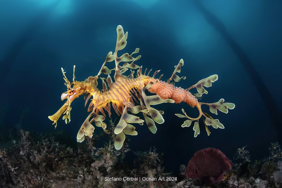 Ocean Art Underwater Photo Contest Winners 05