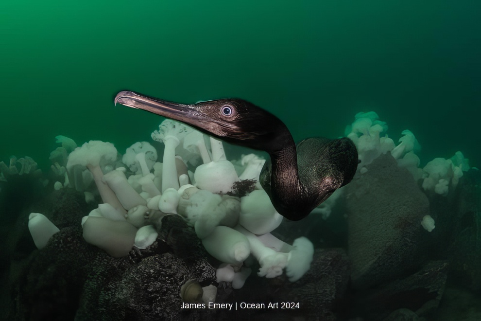 Ocean Art Underwater Photo Contest Winners 06