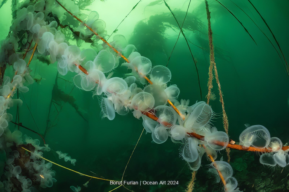 Ocean Art Underwater Photo Contest Winners 07