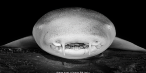 Ocean Art Underwater Photo Contest Winners 11