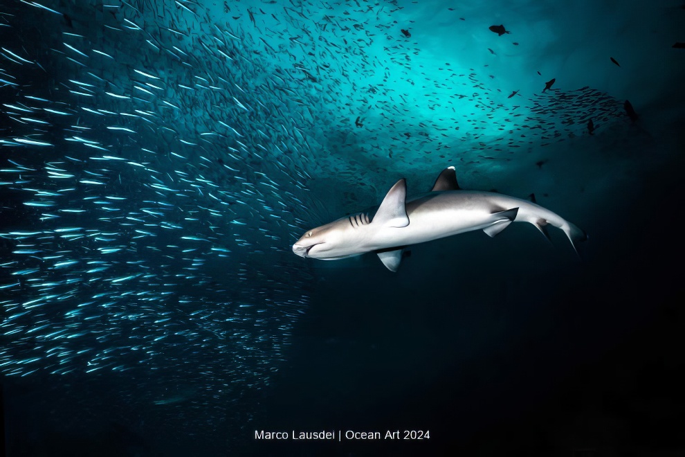 Ocean Art Underwater Photo Contest Winners 13