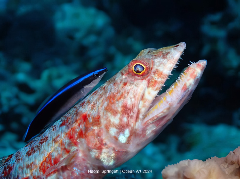 Ocean Art Underwater Photo Contest Winners 15