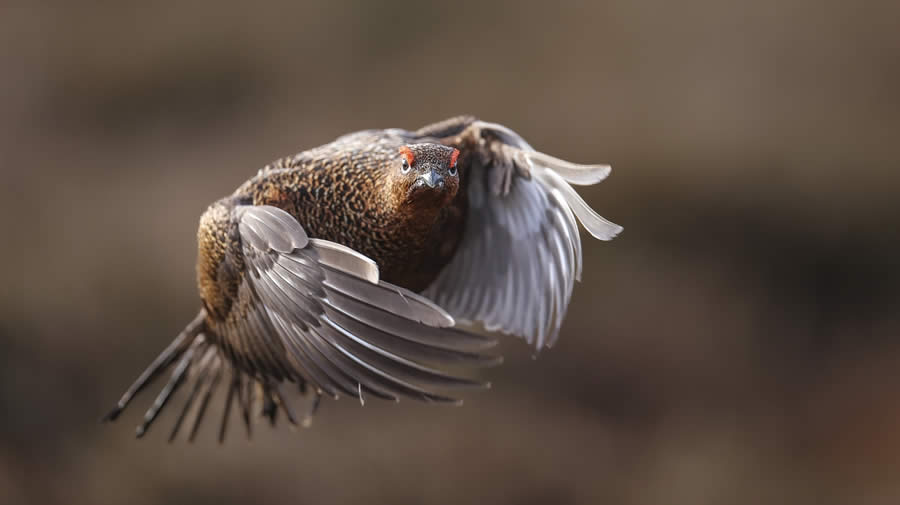 Sinwp Bird Photographer Year Awards 2024 02