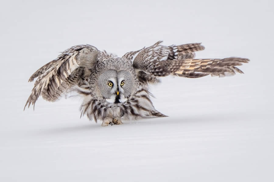 Sinwp Bird Photographer Year Awards 2024 03