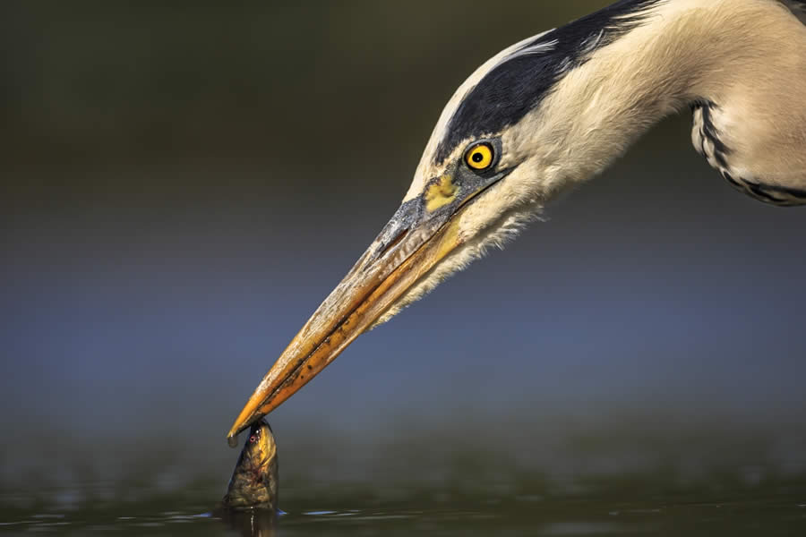 Sinwp Bird Photographer Year Awards 2024 04