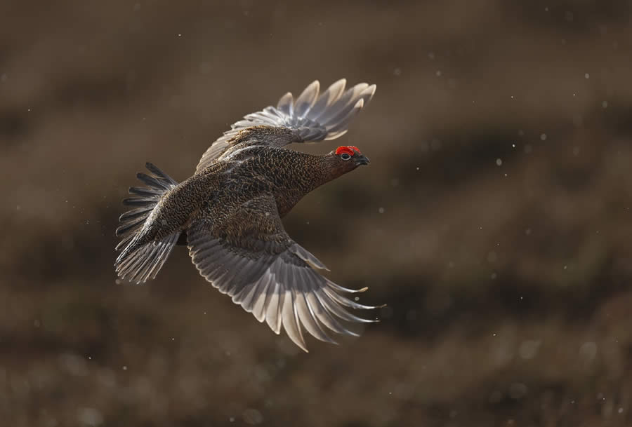 Sinwp Bird Photographer Year Awards 2024 05