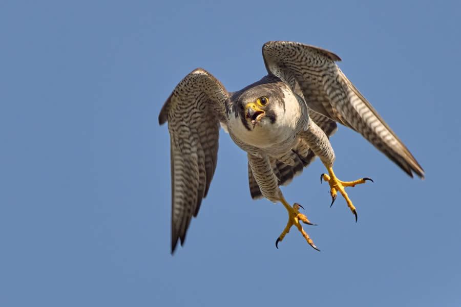 Sinwp Bird Photographer Year Awards 2024 06