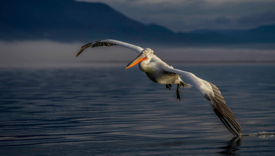 Sinwp Bird Photographer Year Awards 2024 08