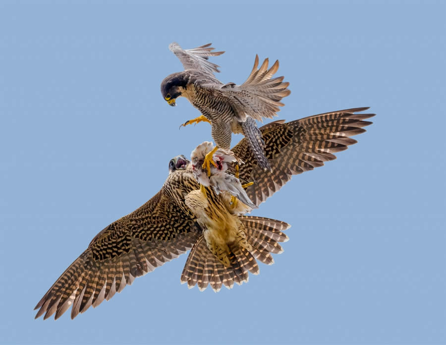 Sinwp Bird Photographer Year Awards 2024 09