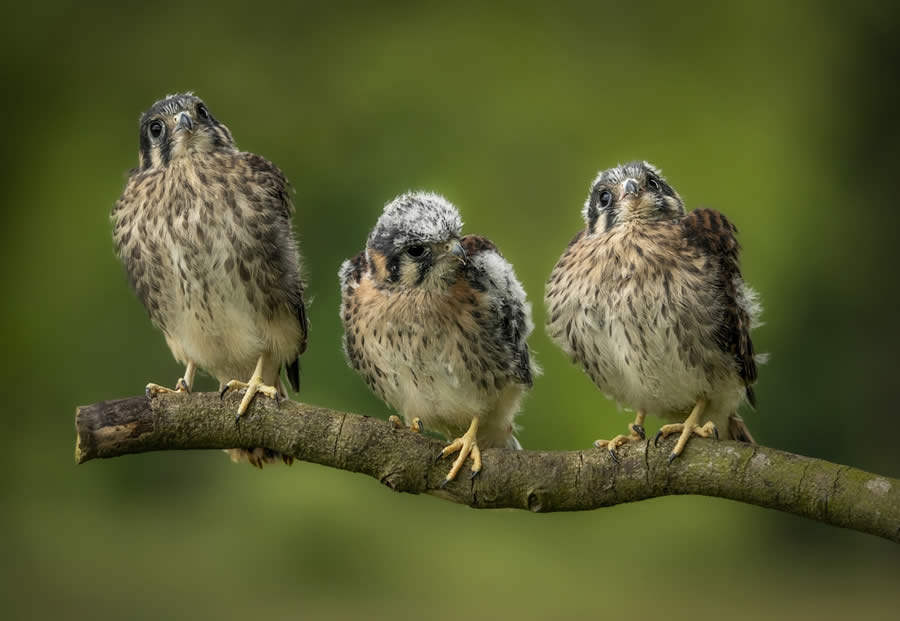 Sinwp Bird Photographer Year Awards 2024 10