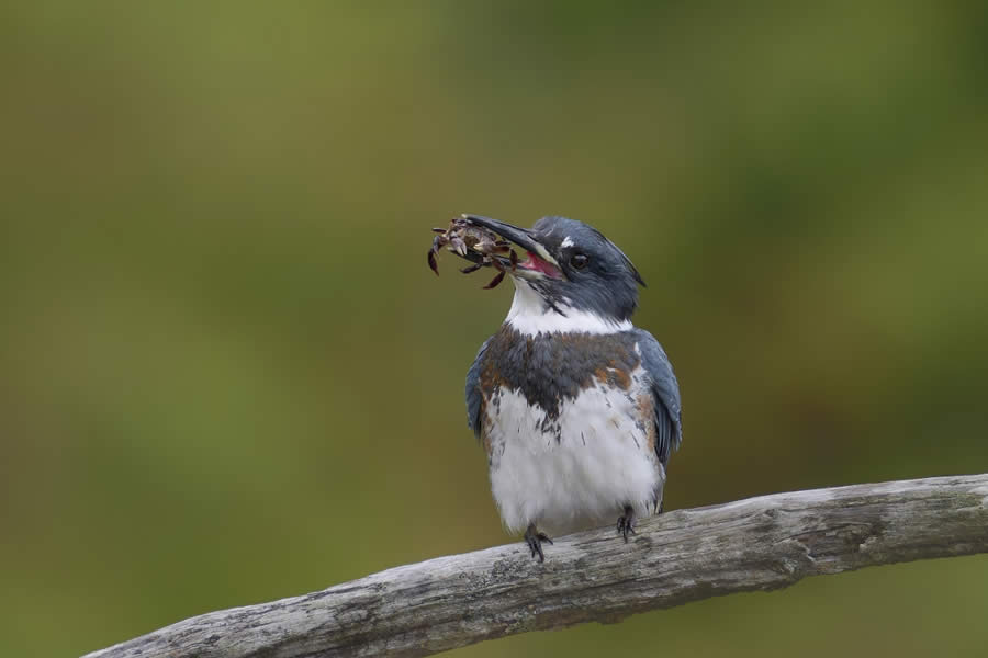 Sinwp Bird Photographer Year Awards 2024 11