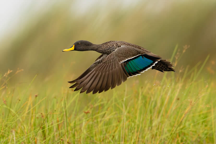 Sinwp Bird Photographer Year Awards 2024 12