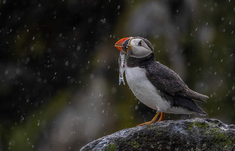 Sinwp Bird Photographer Year Awards 2024 13