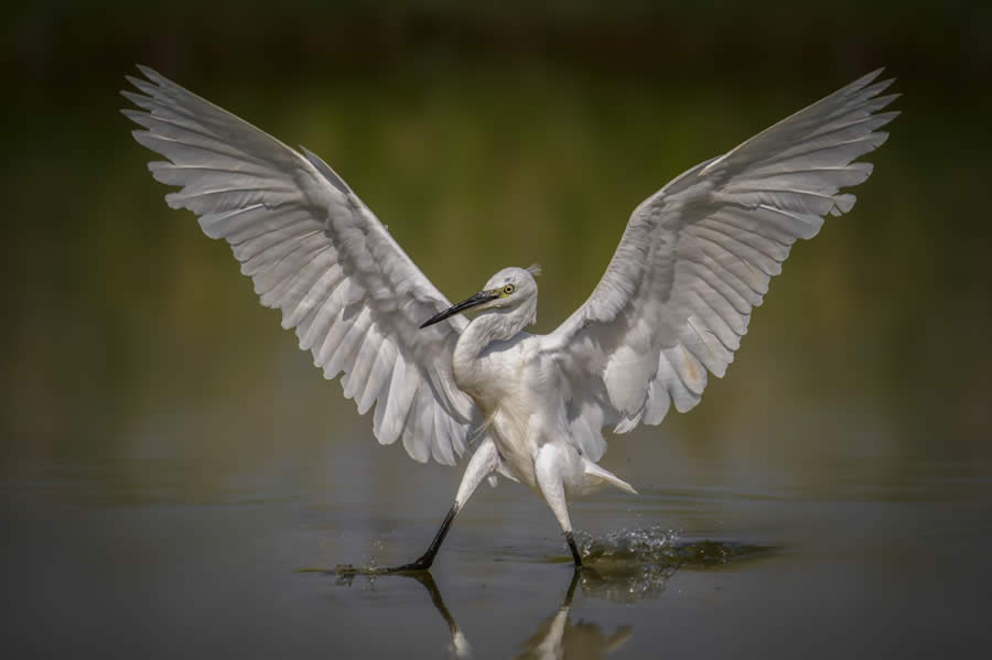 Sinwp Bird Photographer Year Awards 2024 14