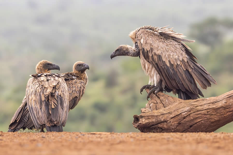 Sinwp Bird Photographer Year Awards 2024 17