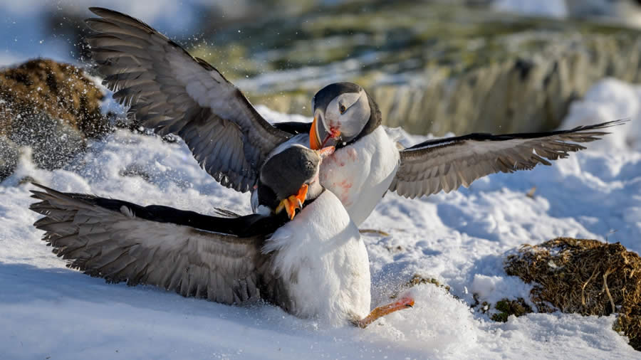 Sinwp Bird Photographer Year Awards 2024 18