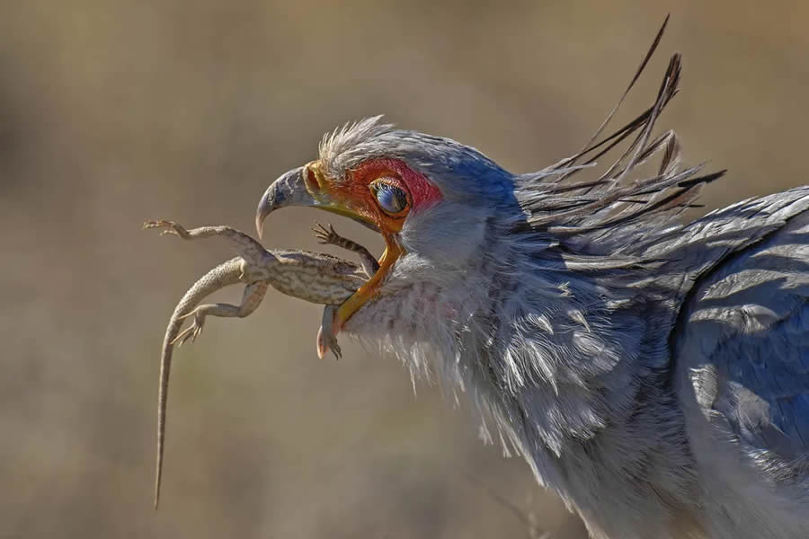 Smithsonian Nature Drone Photography Awards 04