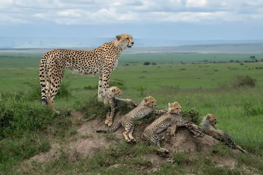 Smithsonian Nature Drone Photography Awards 05