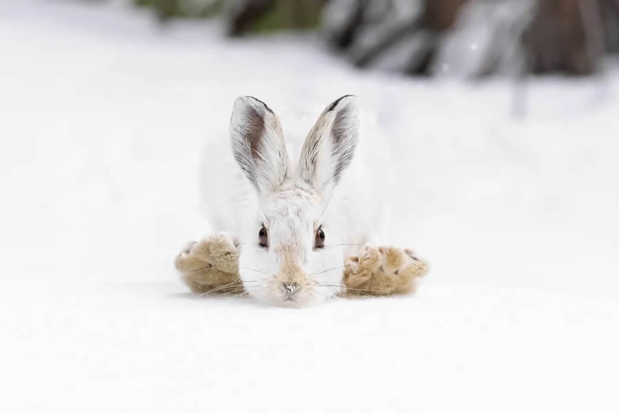 Smithsonian Nature Drone Photography Awards 08