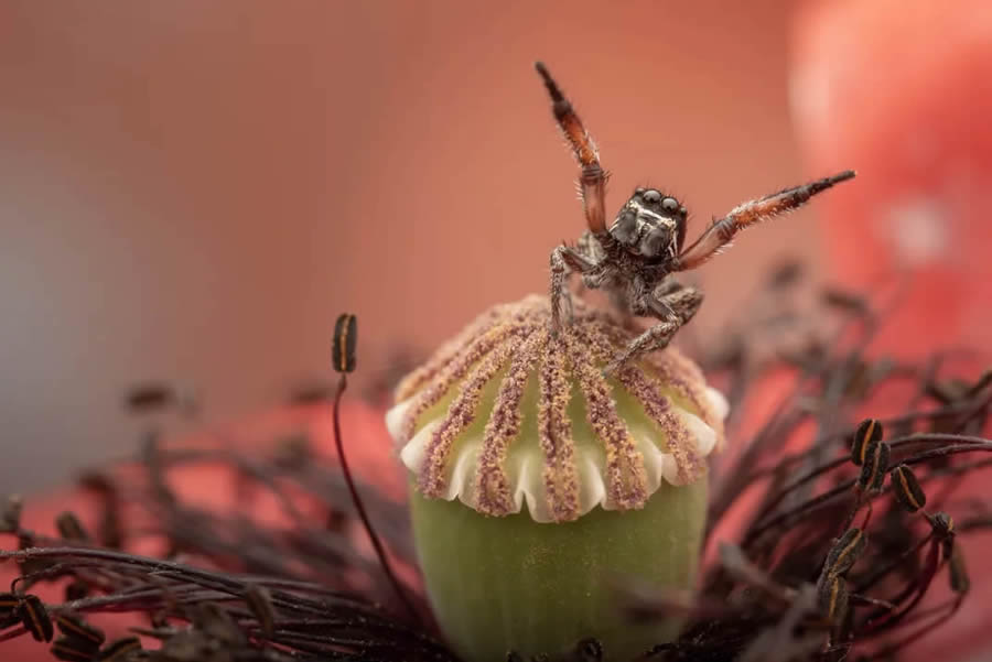 Smithsonian Nature Drone Photography Awards 10