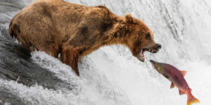 1839 Wildlife Non Professional Photography Awards Winners 01