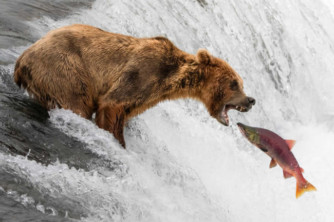 1839 Wildlife Non Professional Photography Awards Winners 01