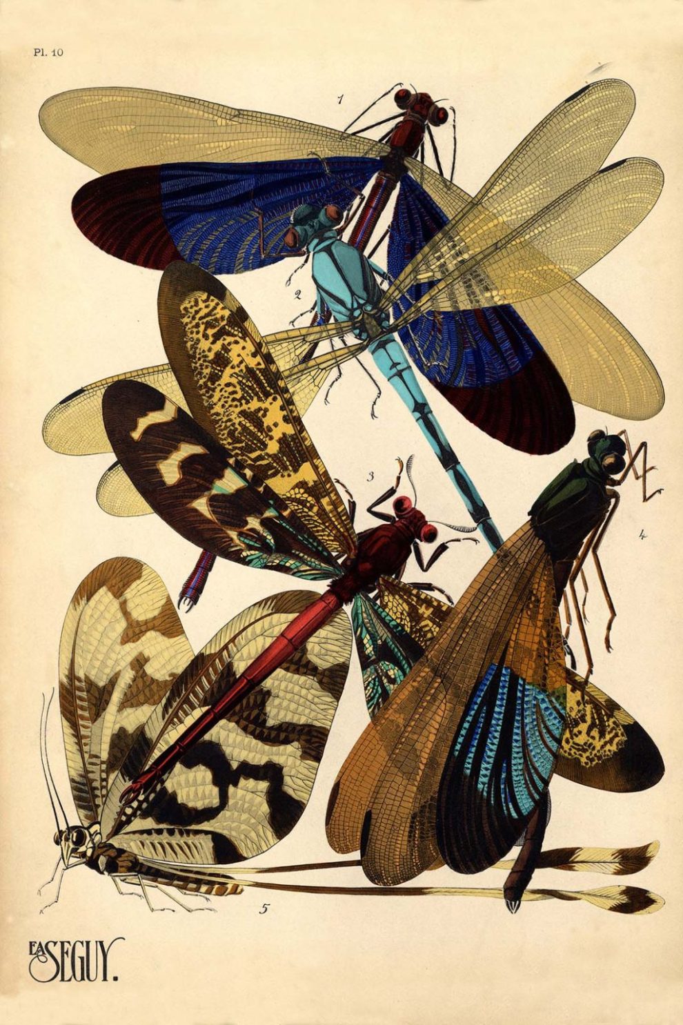 Emile Allain Seguys Insectes Plate 10 1024x1536