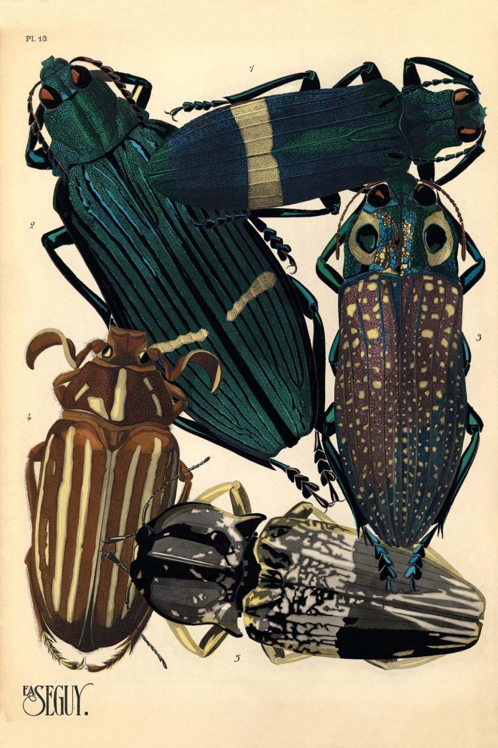 Emile Allain Seguys Insectes Plate 13 1024x1536