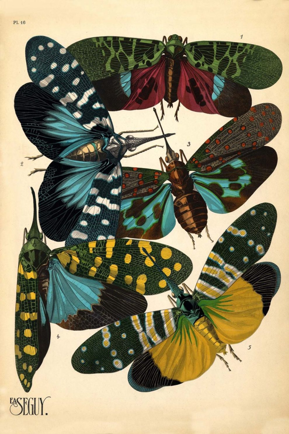 Emile Allain Seguys Insectes Plate 16 1024x1536
