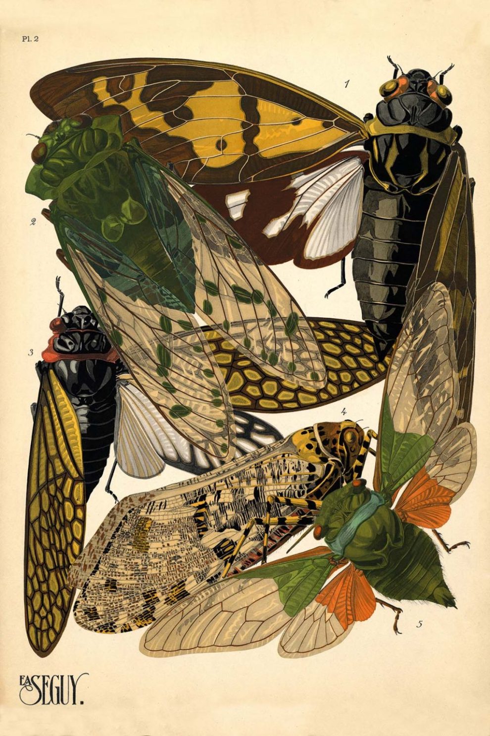 Emile Allain Seguys Insectes Plate 2 1024x1536