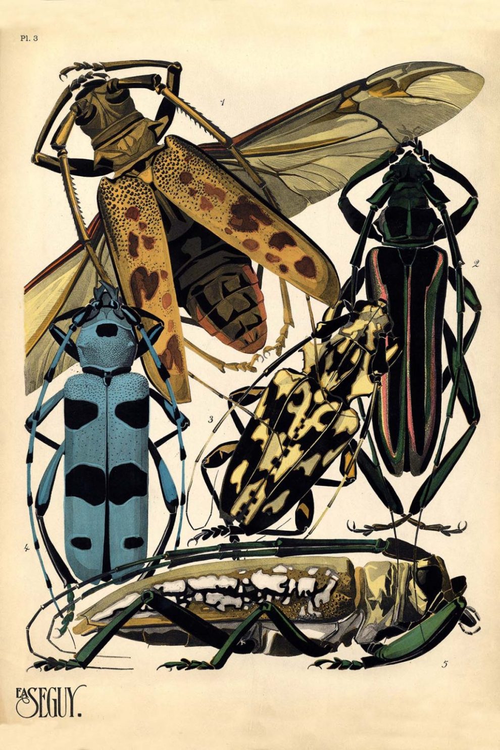 Emile Allain Seguys Insectes Plate 3 1024x1536