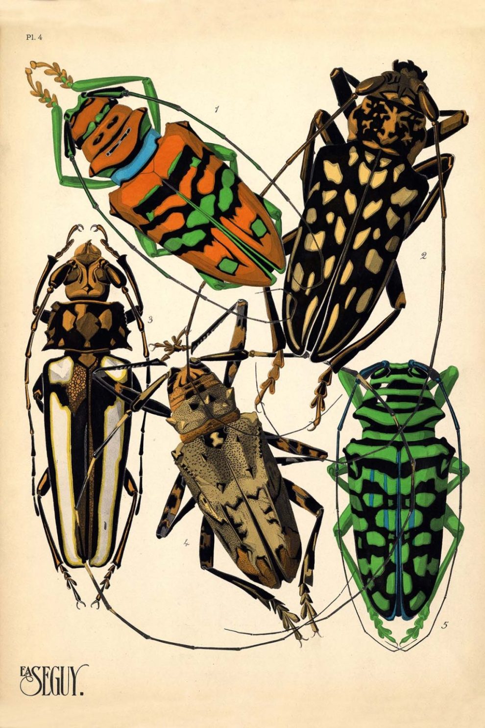 Emile Allain Seguys Insectes Plate 4 1024x1536
