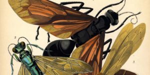 Emile Allain Seguys Insectes Plate 6 1024x1536