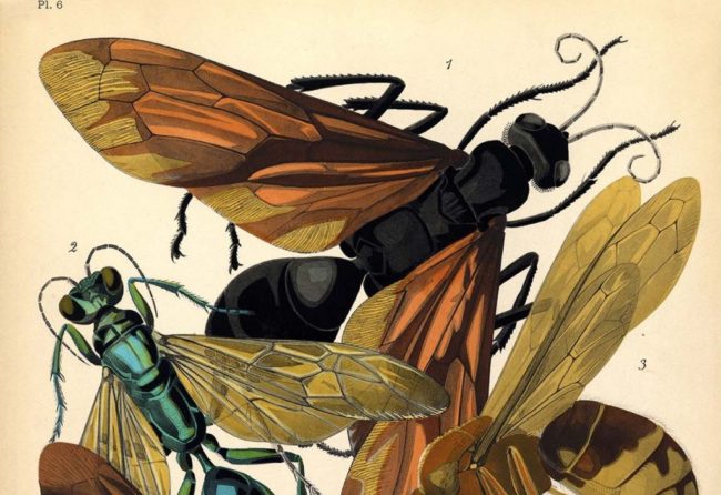 Emile Allain Seguys Insectes Plate 6 1024x1536