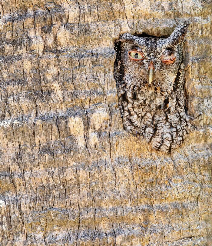 Bird Photographer Of The Year Awards Winners 2024 02