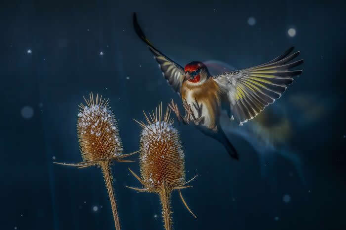 Bird Photographer Of The Year Awards Winners 2024 04