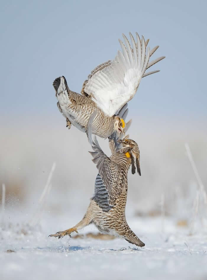 Bird Photographer Of The Year Awards Winners 2024 07