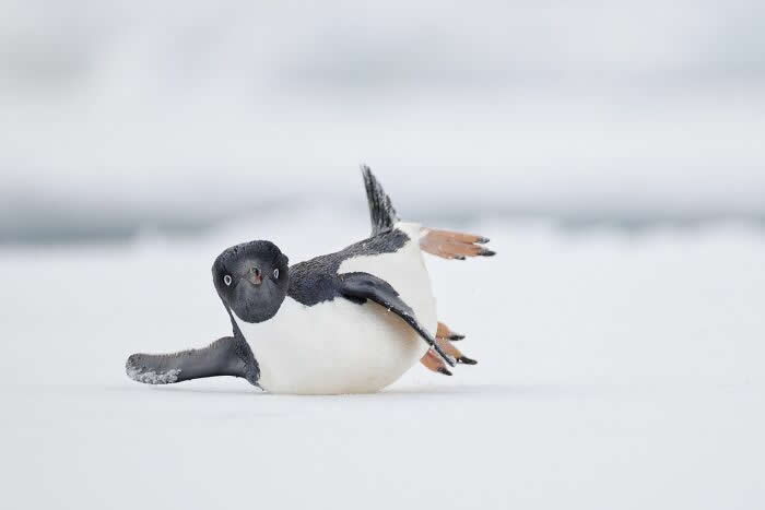 Bird Photographer Of The Year Awards Winners 2024 08