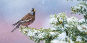 Bird Photographer Of The Year Awards Winners 2024 09