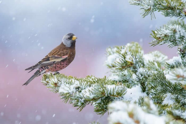 Bird Photographer Of The Year Awards Winners 2024 09