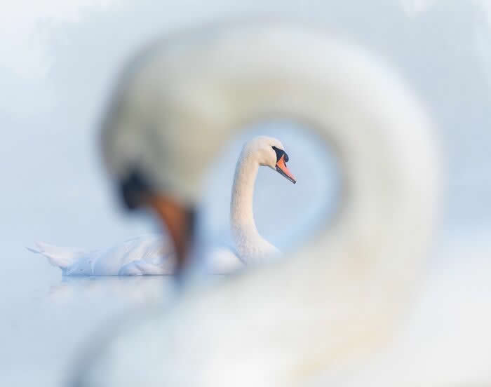 Bird Photographer Of The Year Awards Winners 2024 10