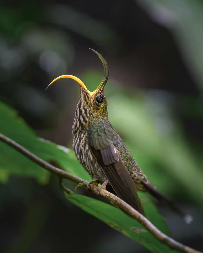 Bird Photographer Of The Year Awards Winners 2024 11