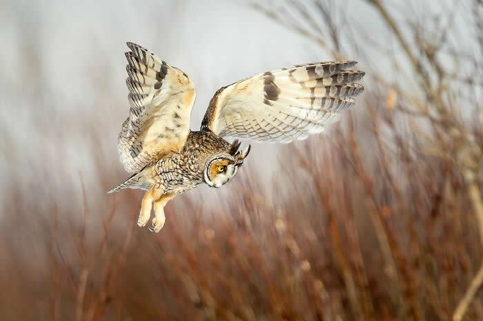 Bird Photographer Of The Year Awards Winners 2024 12