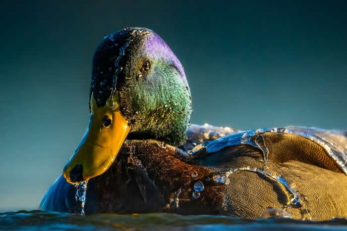 Bird Photographer Of The Year Awards Winners 2024 13