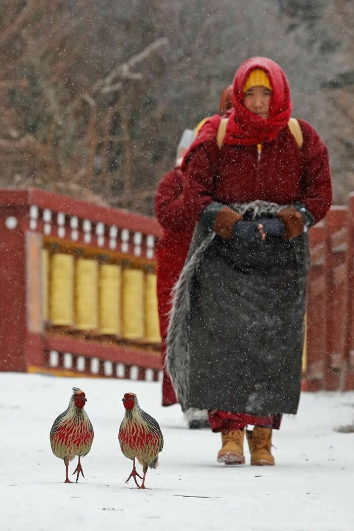 Bird Photographer Of The Year Awards Winners 2024 14