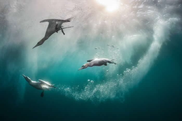 Bird Photographer Of The Year Awards Winners 2024 15