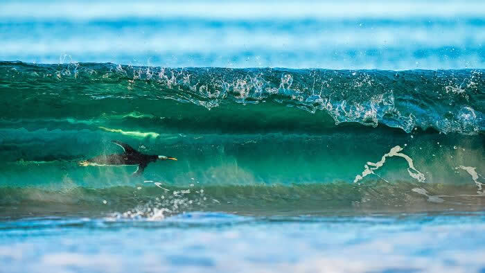 Bird Photographer Of The Year Awards Winners 2024 16