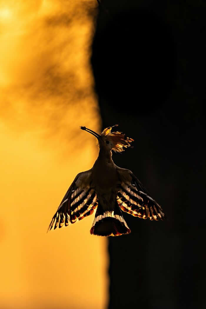 Bird Photographer Of The Year Awards Winners 2024 17