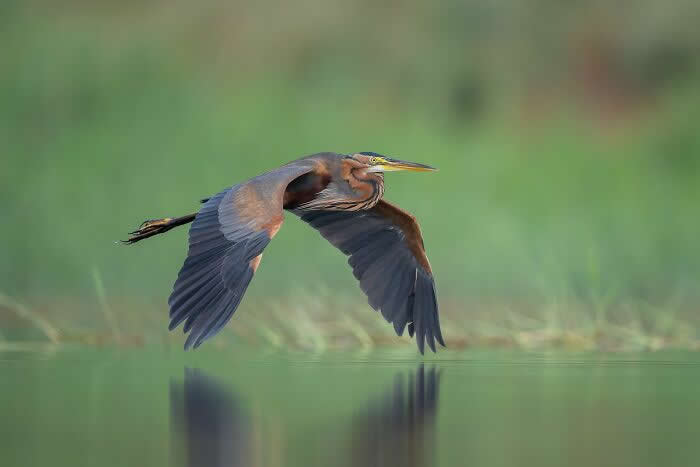 Bird Photographer Of The Year Awards Winners 2024 18