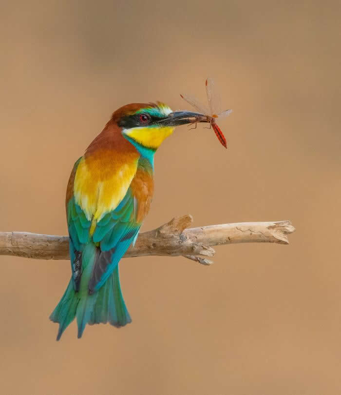 Bird Photographer Of The Year Awards Winners 2024 19